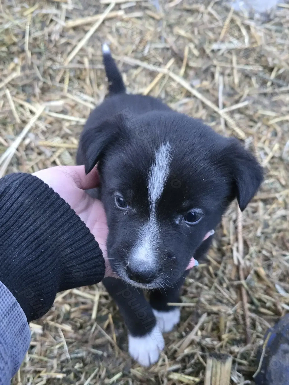 Donez 1 mascul  mix de Border Collie 
