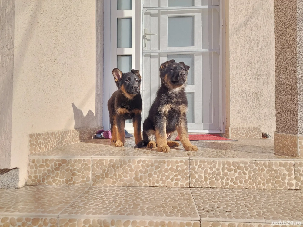 Pui Ciobanesc German 2 luni-Parinti cu pedigree