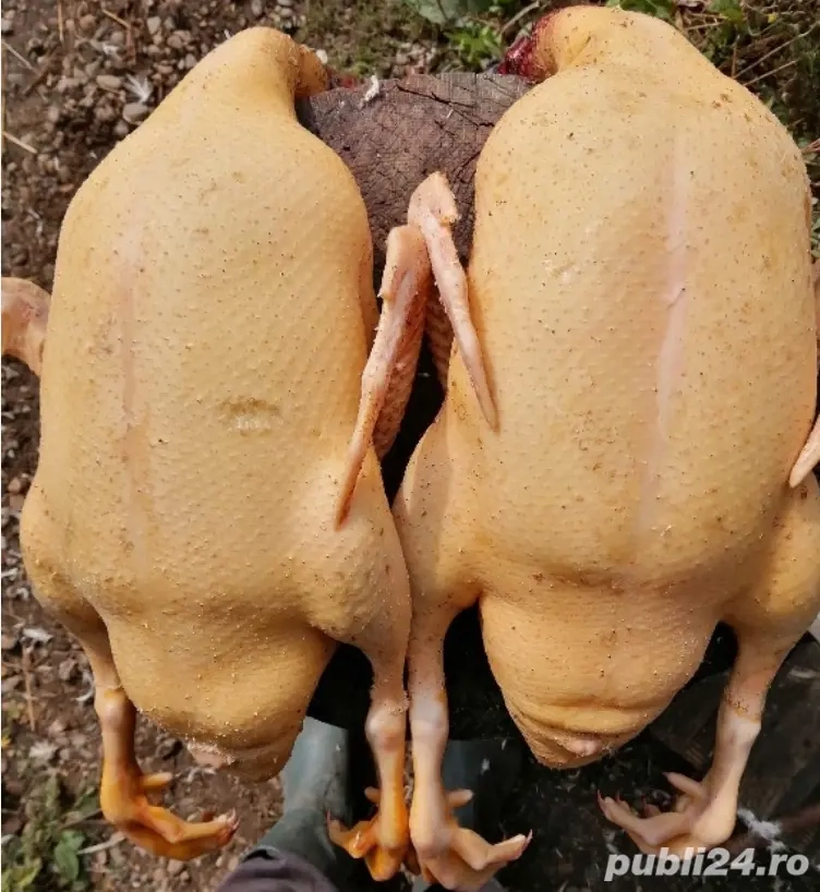 Rate carcasa de rata muta 