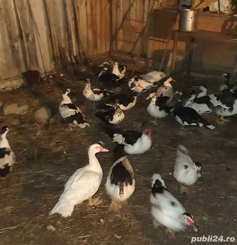 Rate carcasa de rata muta 