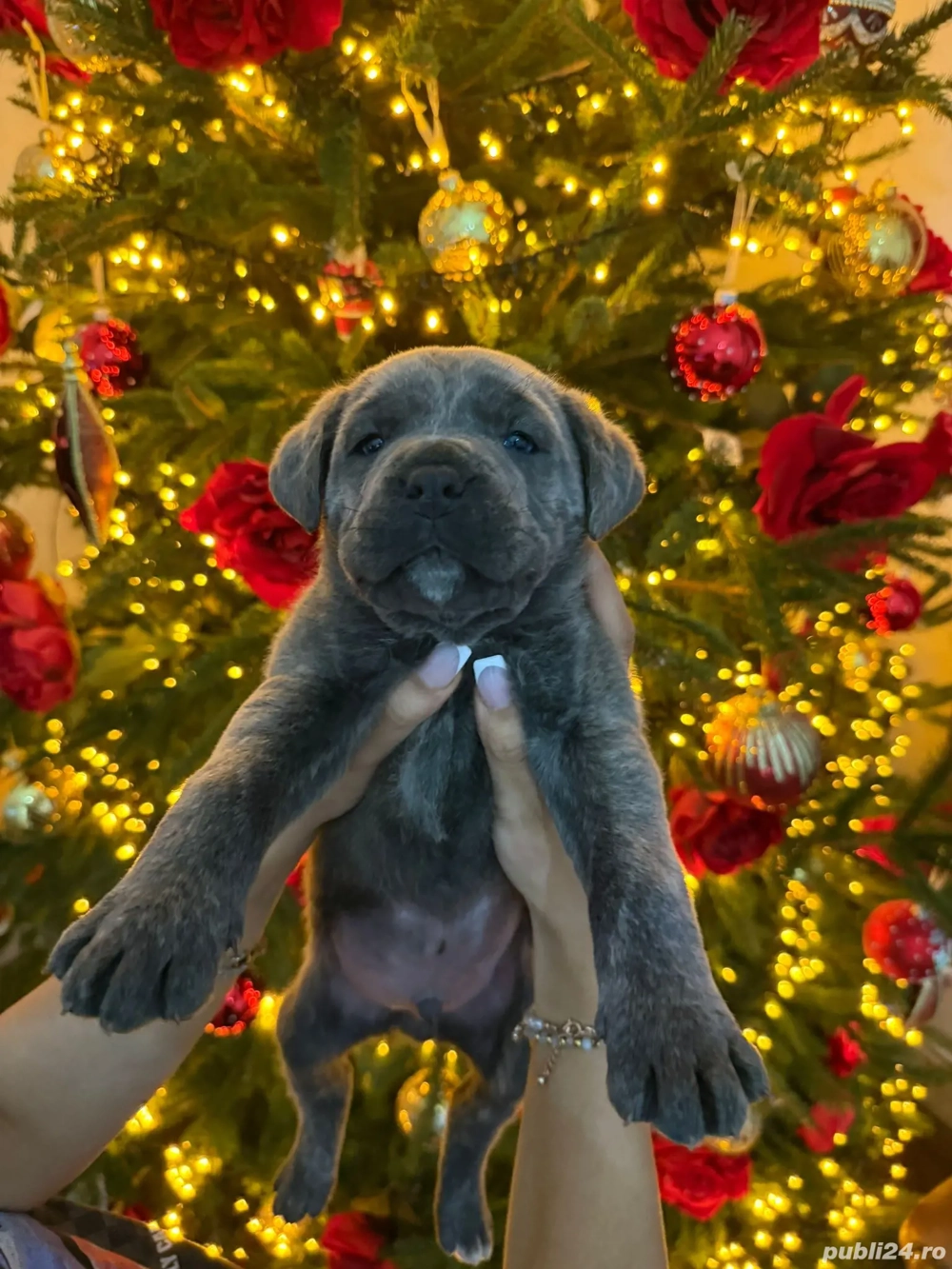 Cățeluș sociabil disponibil pentru adopție   8 săptămâni 