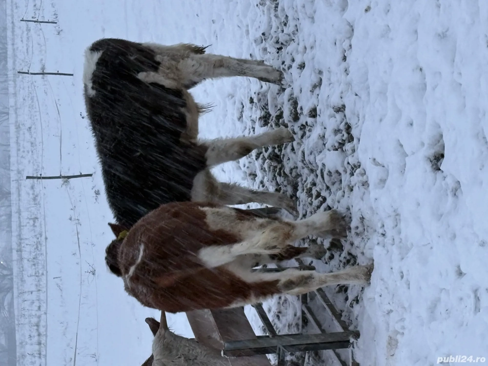  Vând vițel și vitelusa