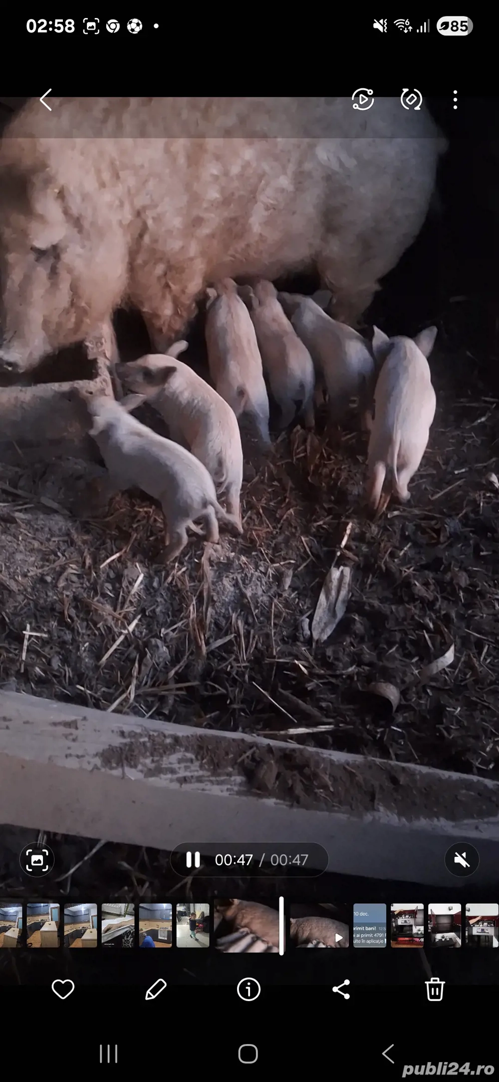 vand purcei mangalita