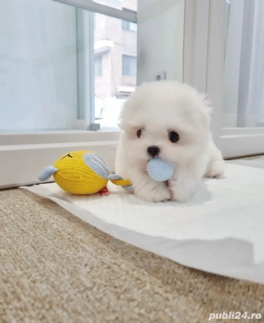 Bichon Maltez Mini Toy 