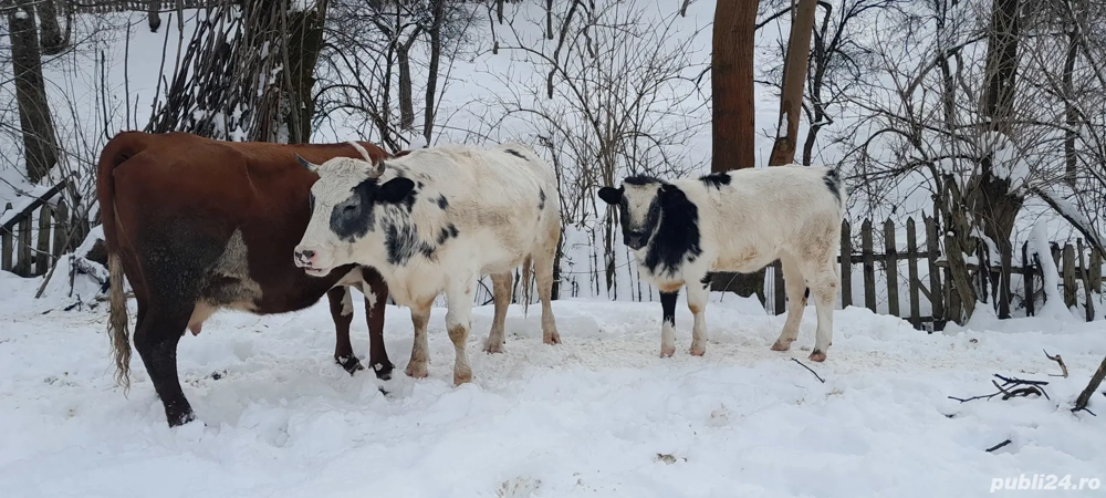 Se vinde tot ce se vede in poză 