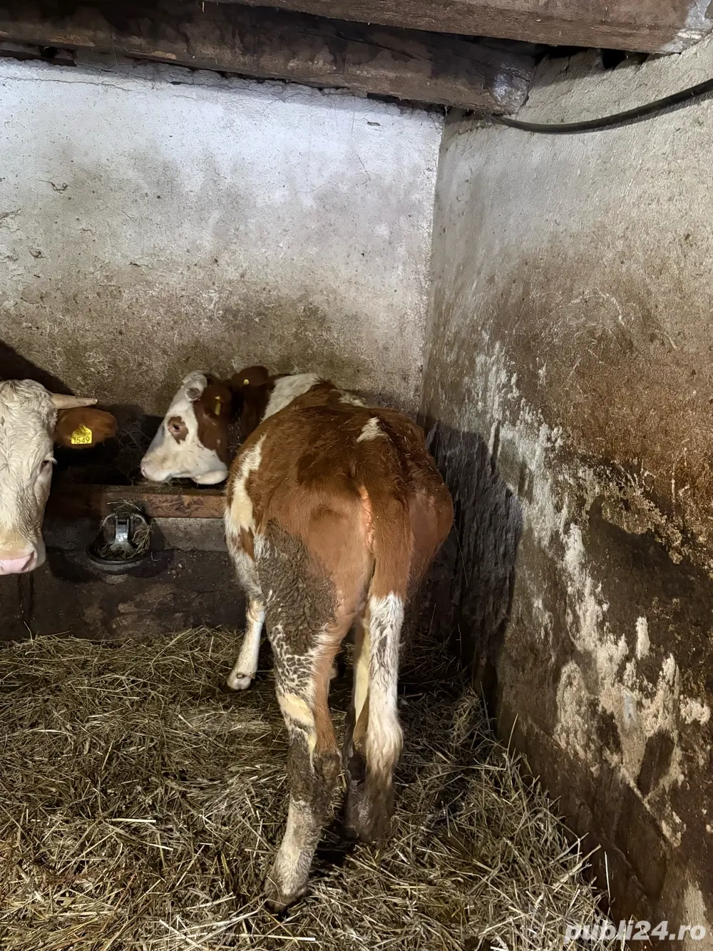 Vand vițea bălțată românească