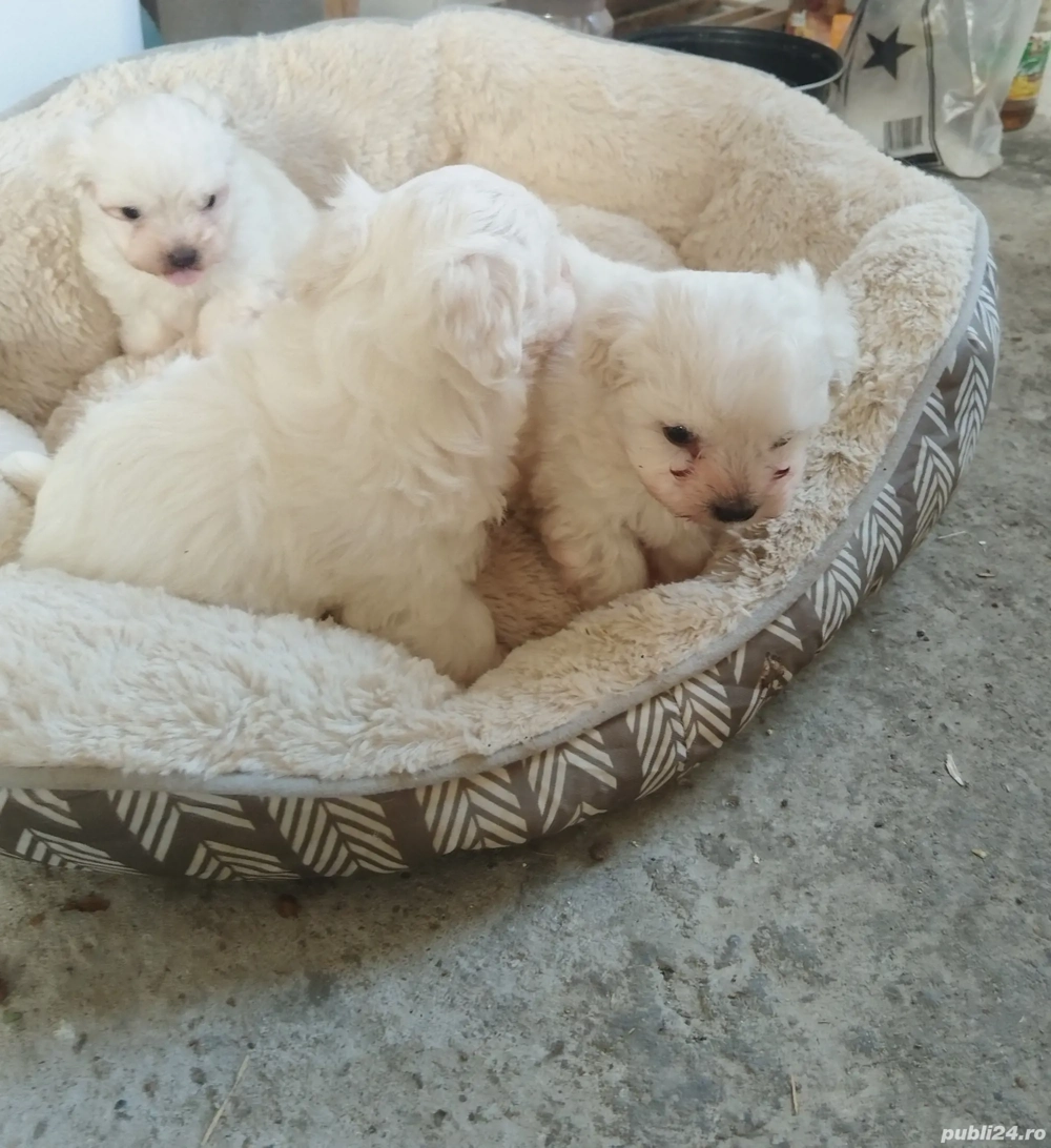 Bishon maltez mini toy 