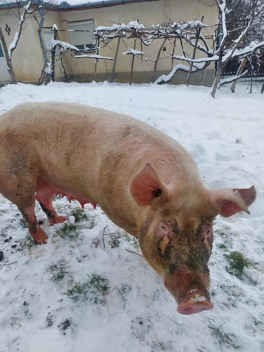 Vând scroafă de sacrificat sau pentru reproducere. 