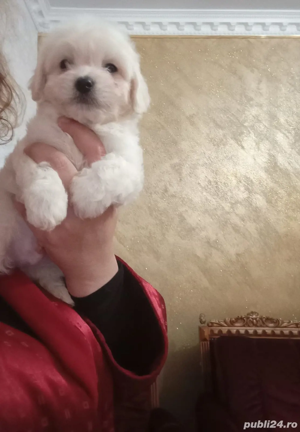 vând bichon maltez miny 