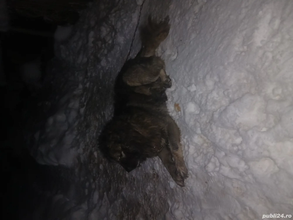 caucazian ciobănesc 