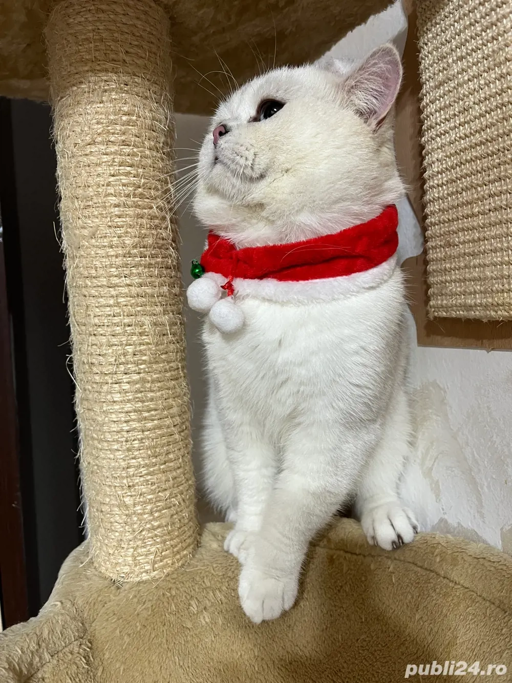 motan british shorthair 