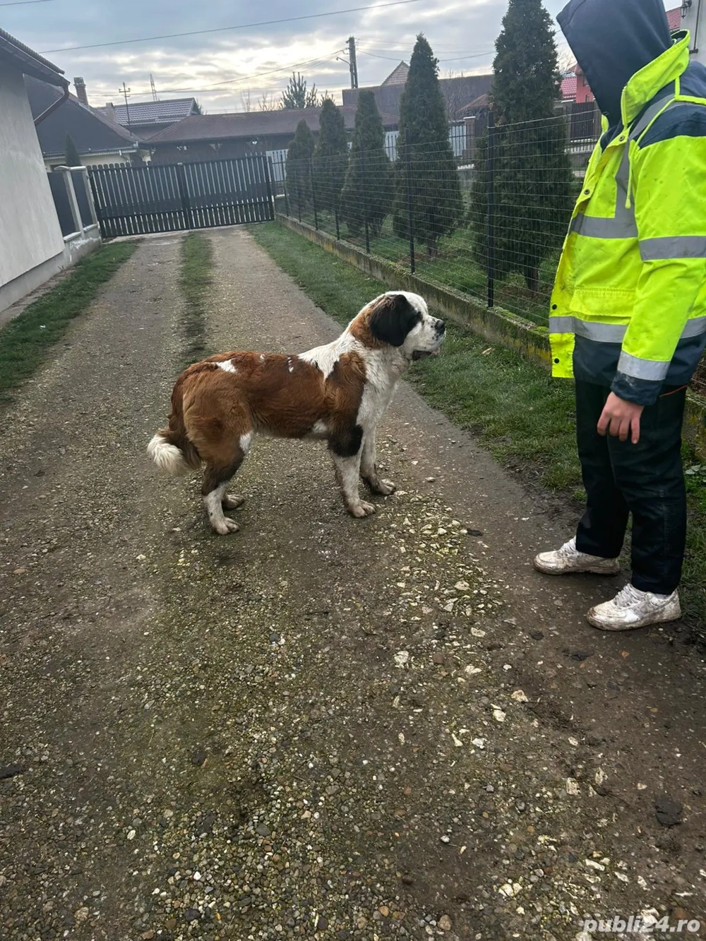 Femela de Saint bernard 