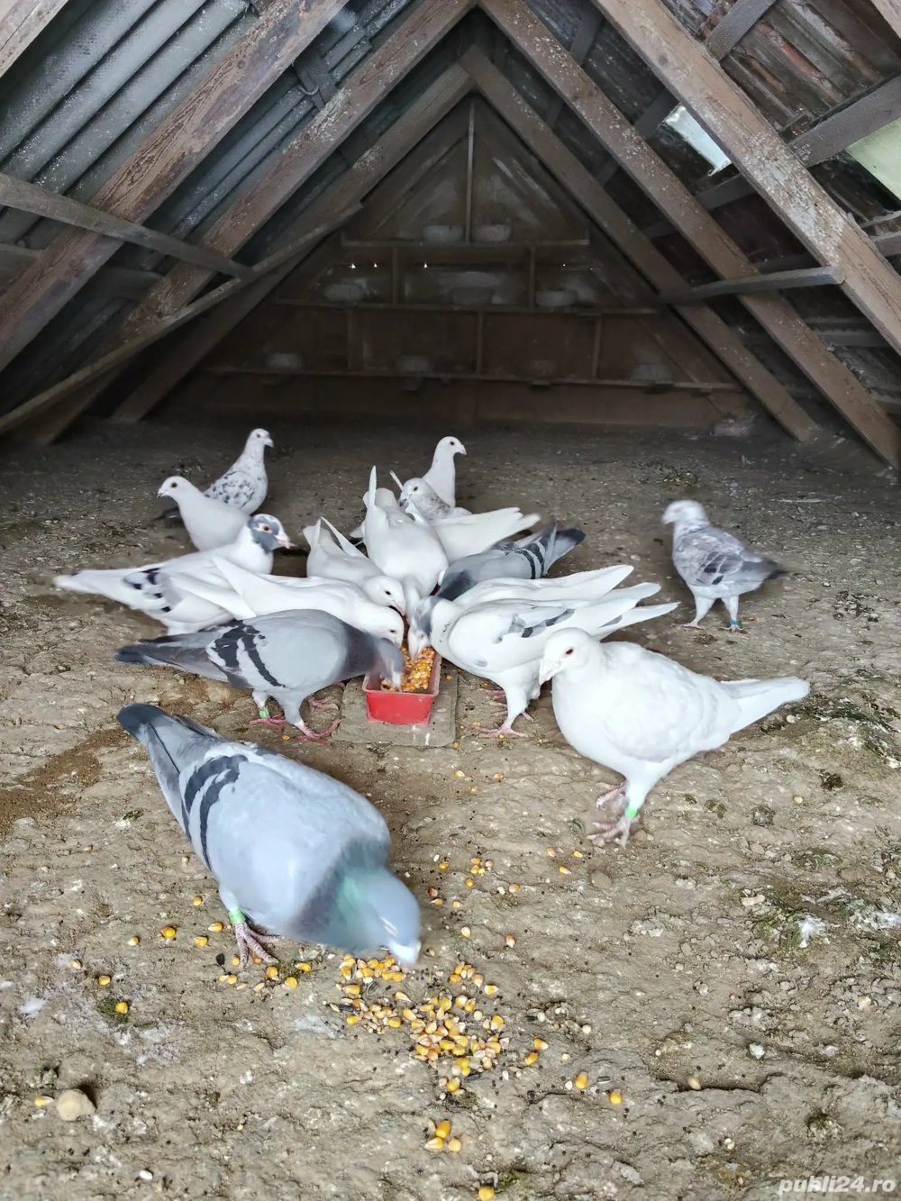 Lichidare volier de Postas  Voiajor 5 pereche 