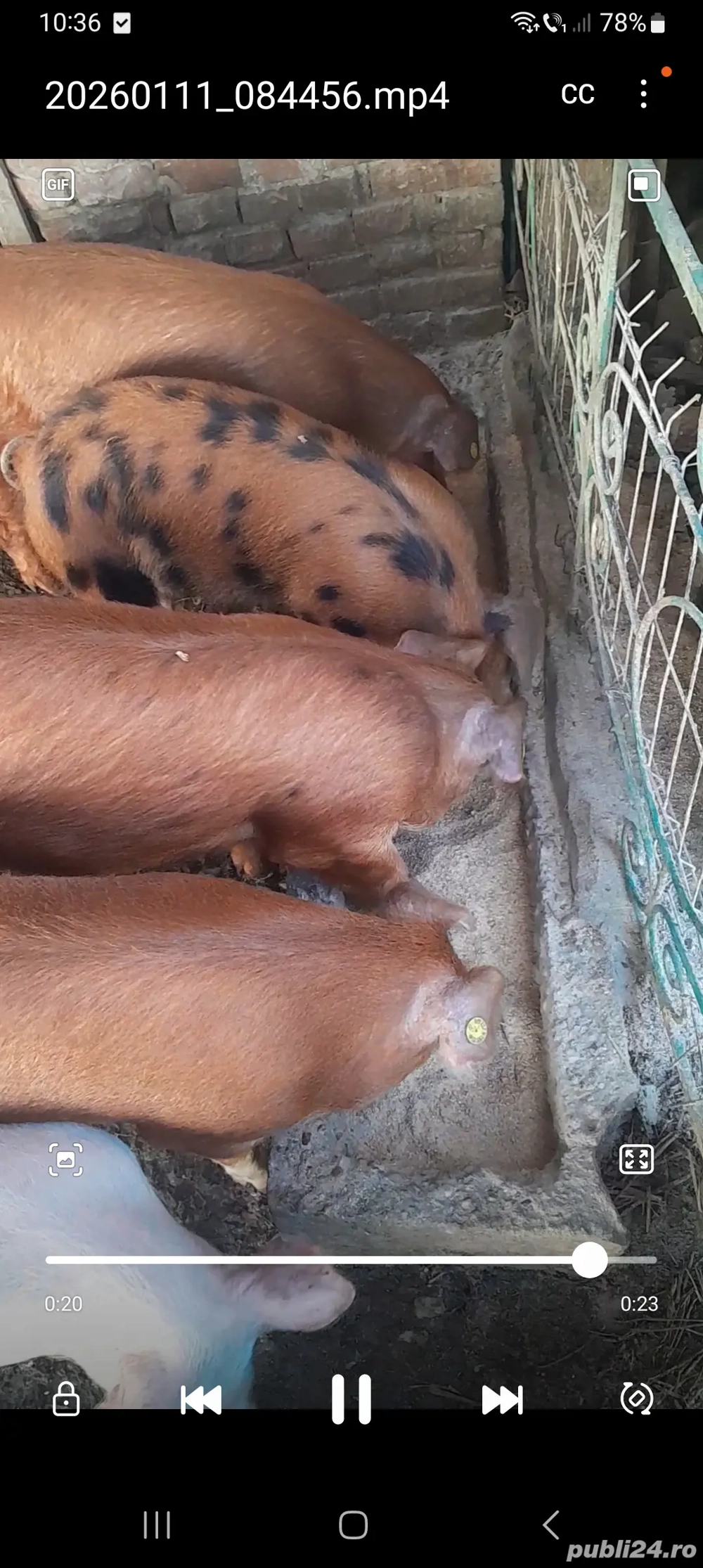 Purcei de vanzare 3 luni