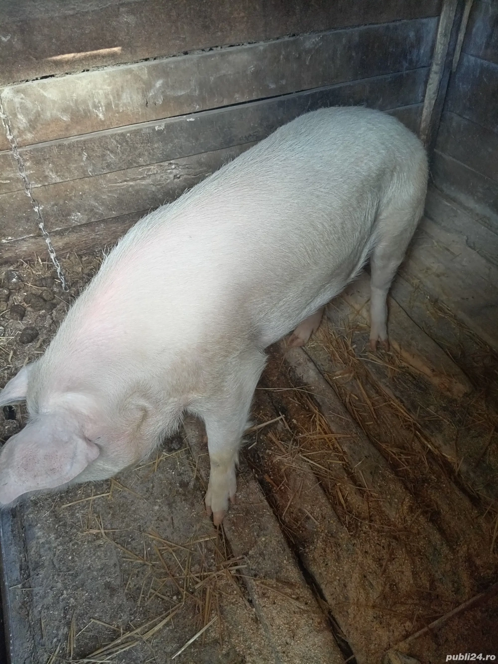 Porc pentru sacrificat 