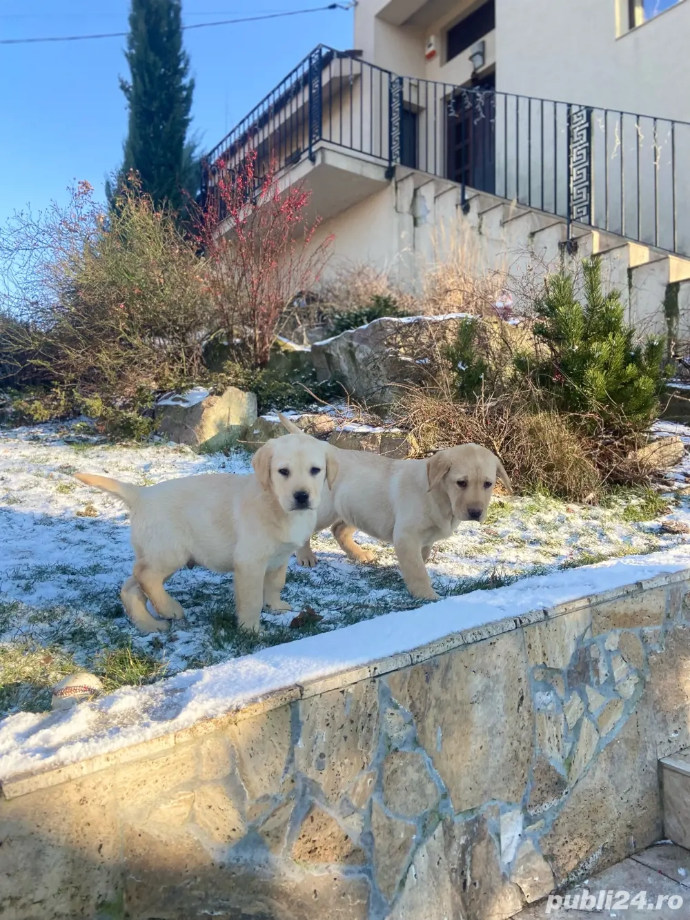 Catei labrador cu pedigree