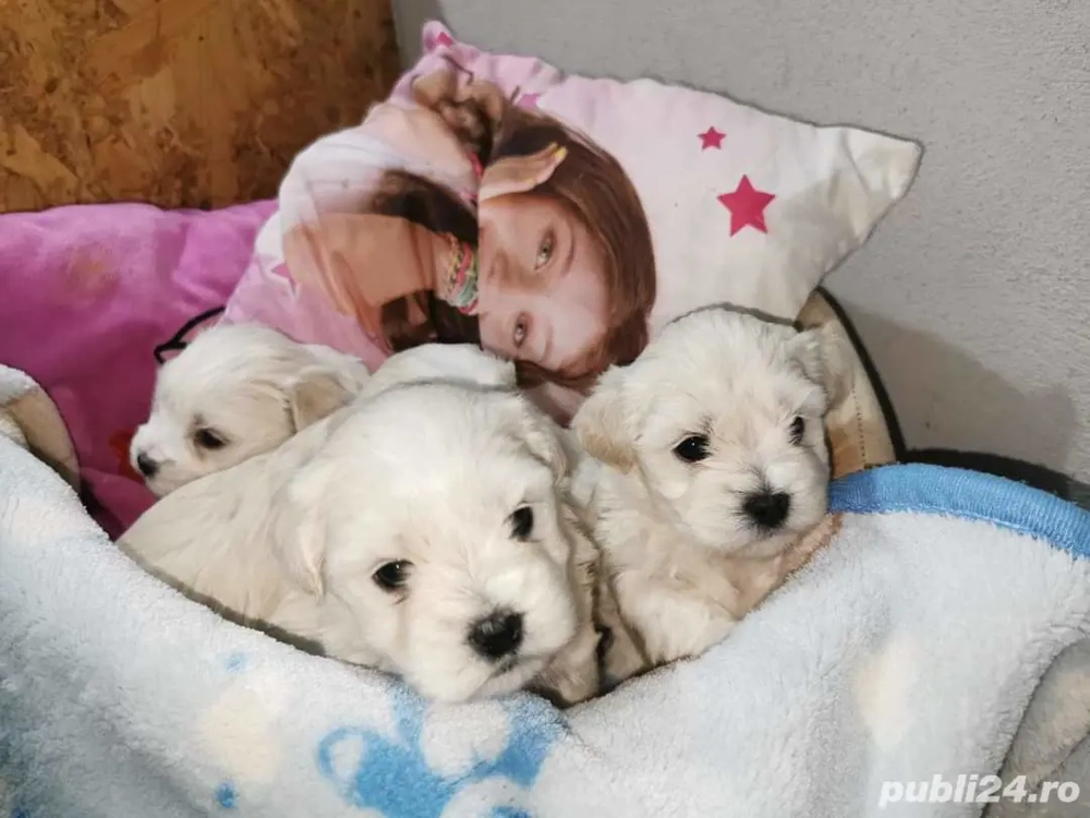 Bichoni Maltezi Mini Toy 