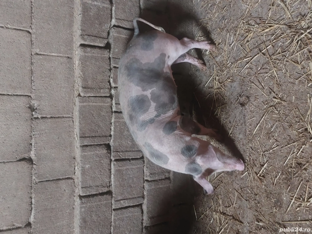 Vând 2 Scrofițe Pietrean la 55 și 65 kg