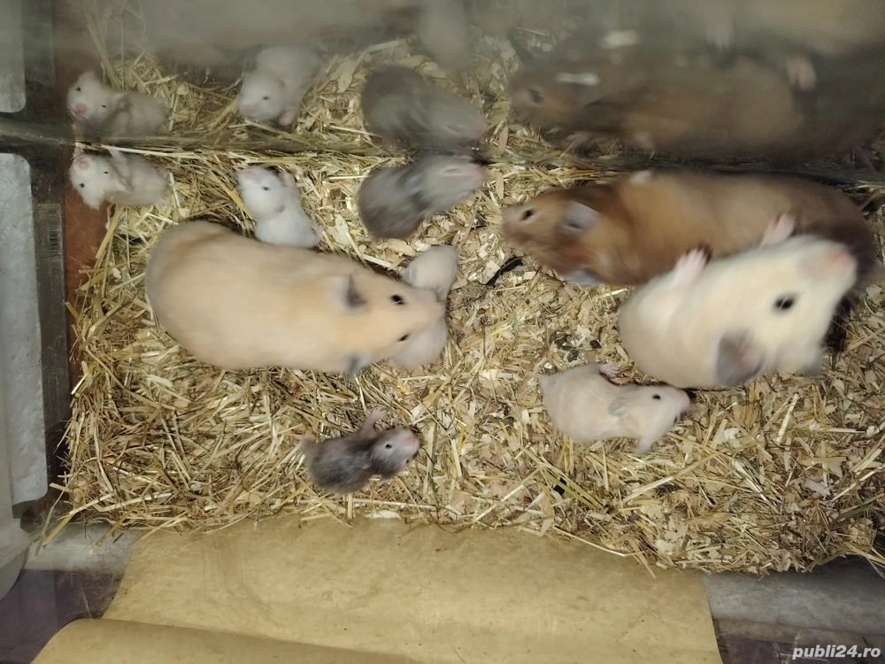 Disponibili puiuți de hamsteri sirieni 
