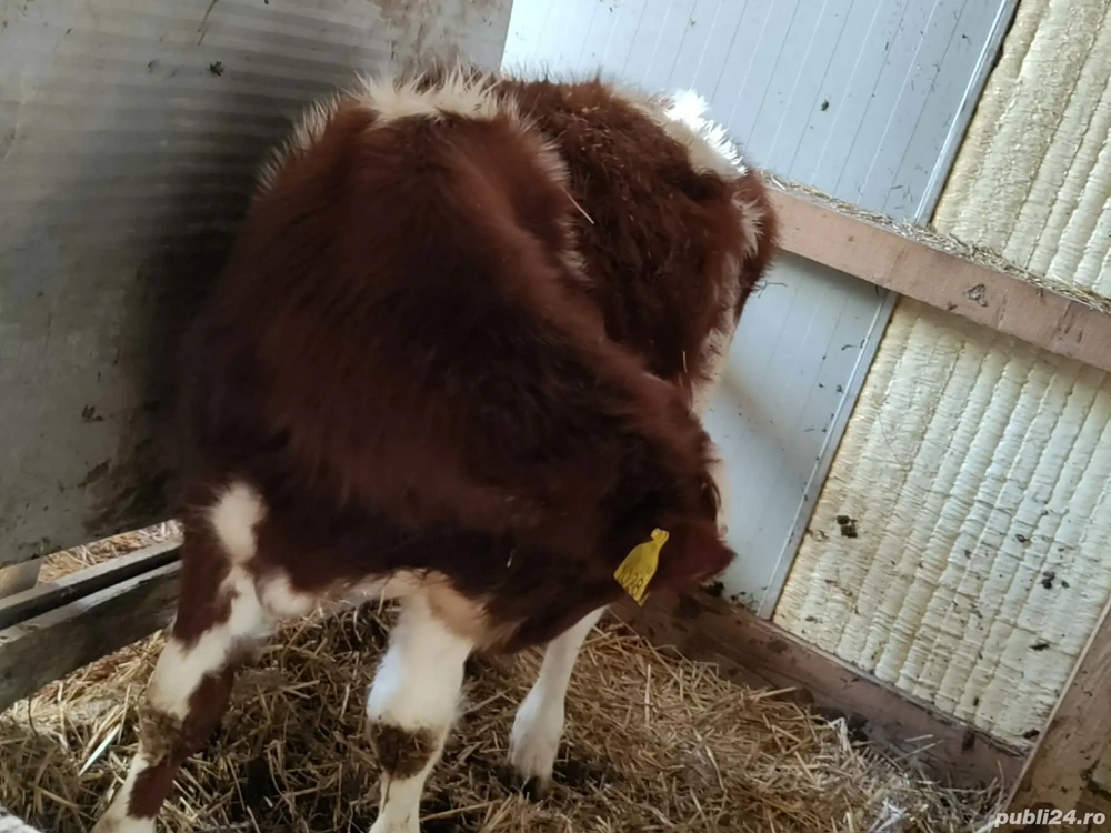 Vand taur de aproape 5 luni