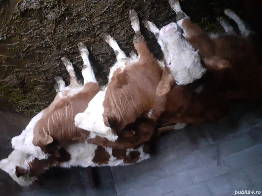 vând vitele baltate 