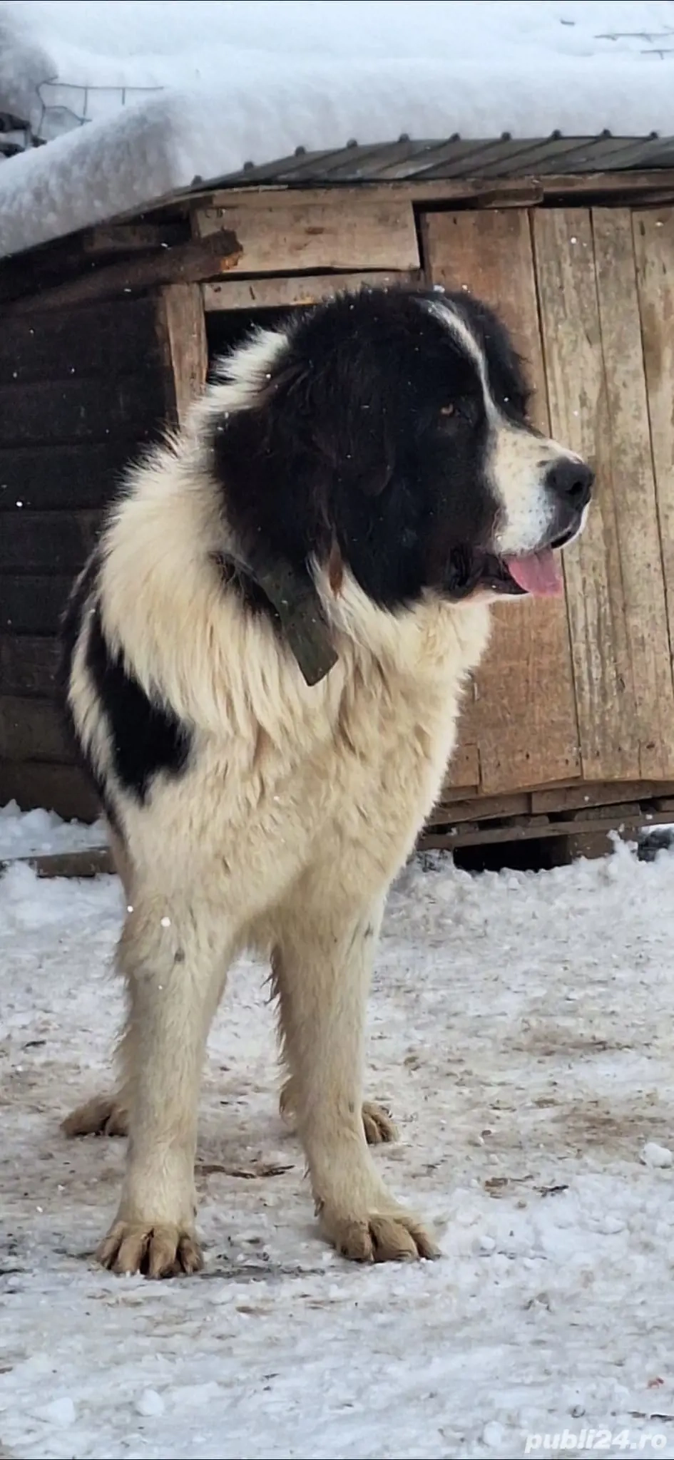 Mascul Ciobanesc de Bucovina!