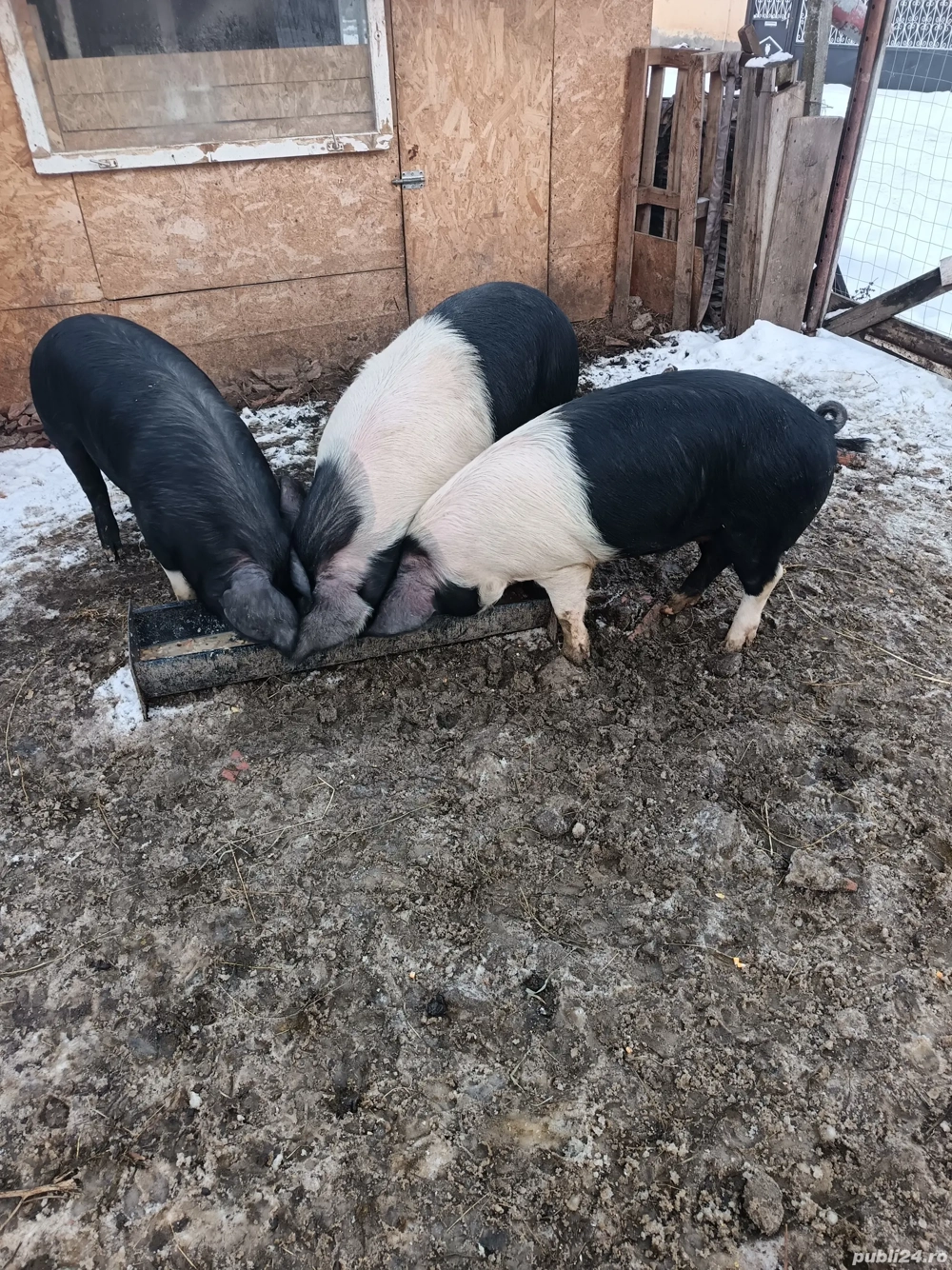 vand porci de la 80 la 130 de kg 