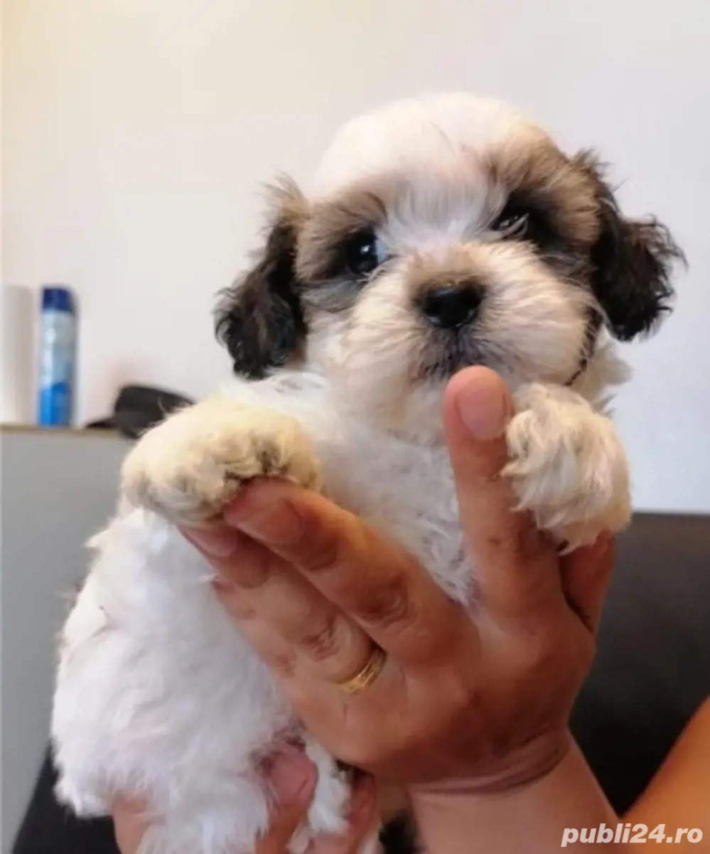 bichon havanez femela 