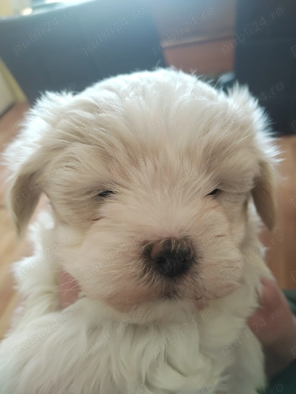 Bichon alb-crem băiețel, 7 săptămâni, caută căsuță. 