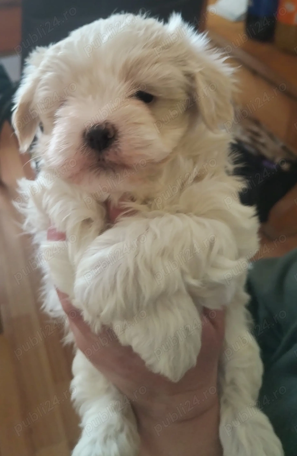 Bichon băiețel, 7 săptămâni, caută căsuță. 