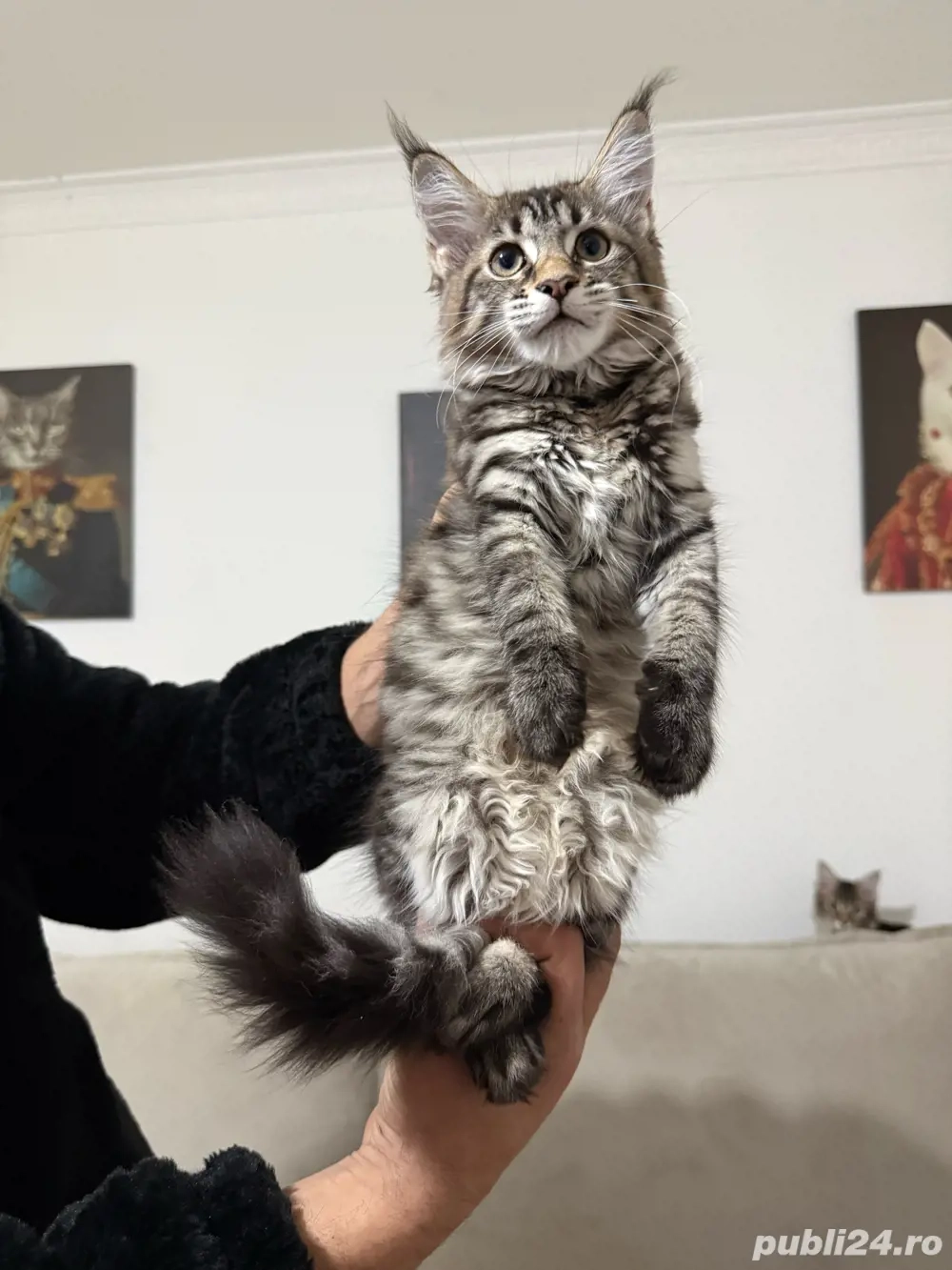 Maine coon pisoiasi carnet si vaccin