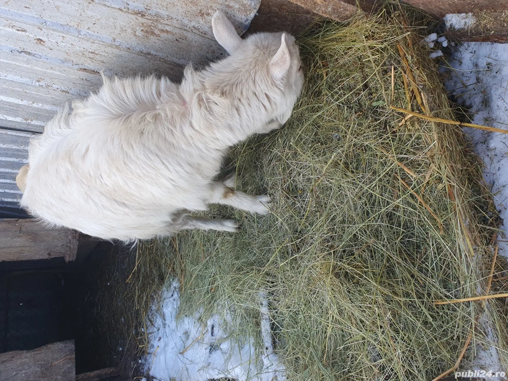 Vand iada de sub capra bună 
