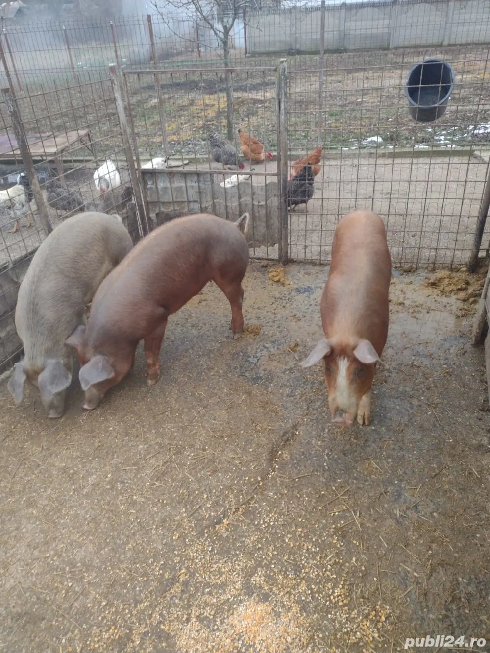 Vand porci rasa Duroc