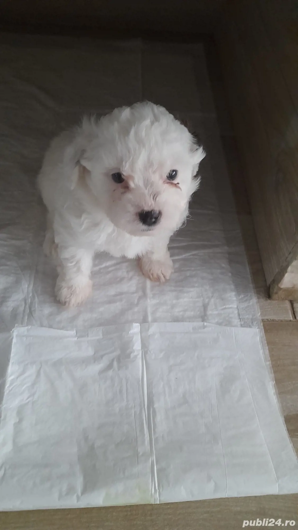 Cățel Shih-tzu de vânzare 