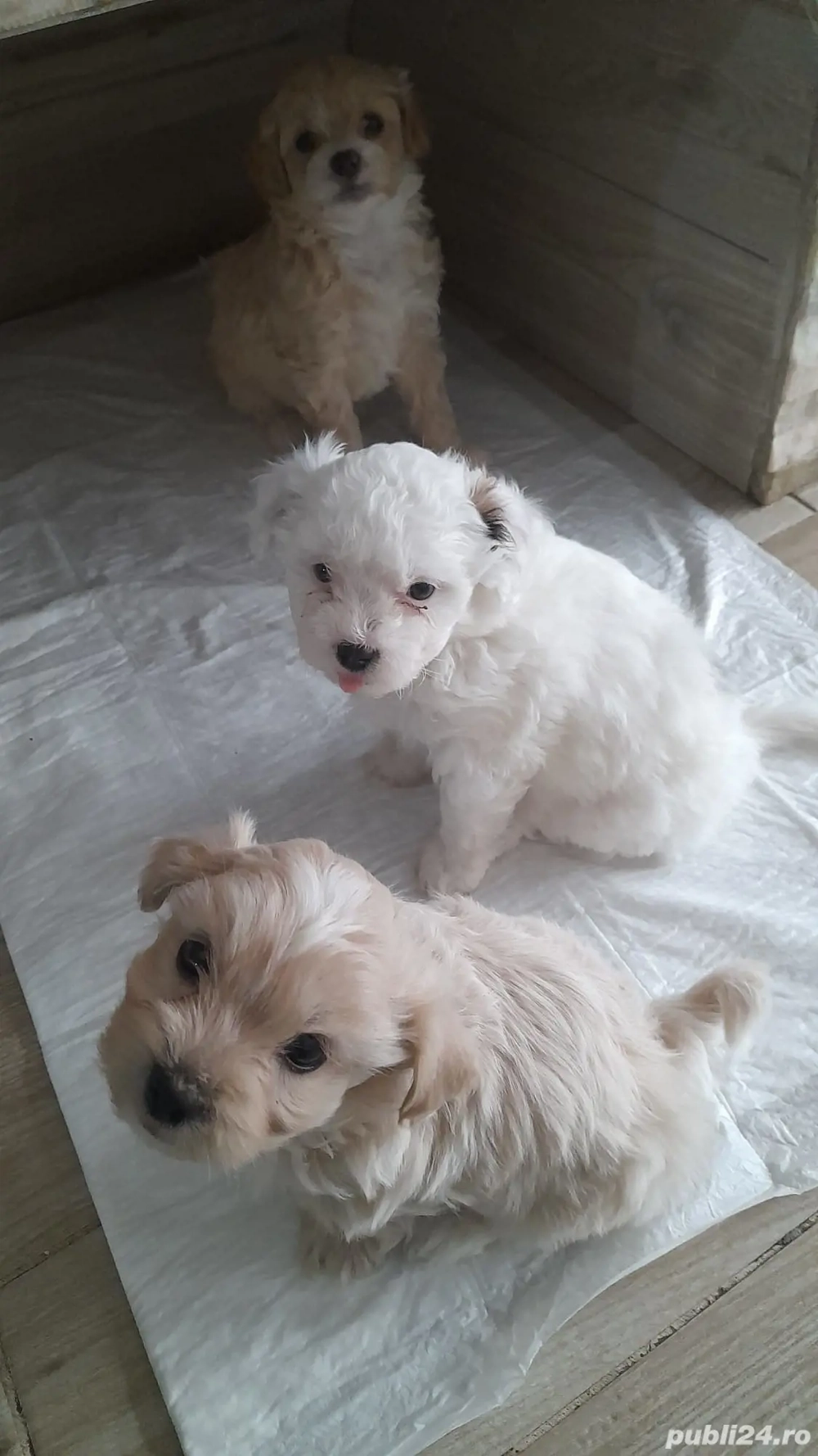 Căței Shih-tzu de vânzare 