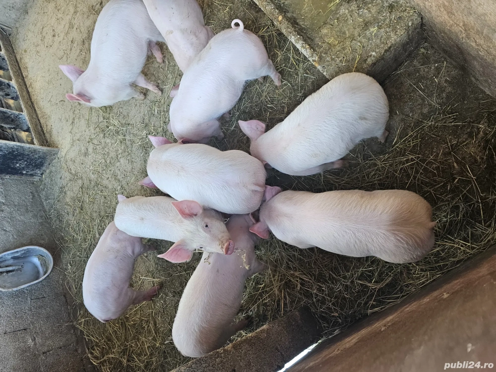 vand grasuni 12 saptamani 