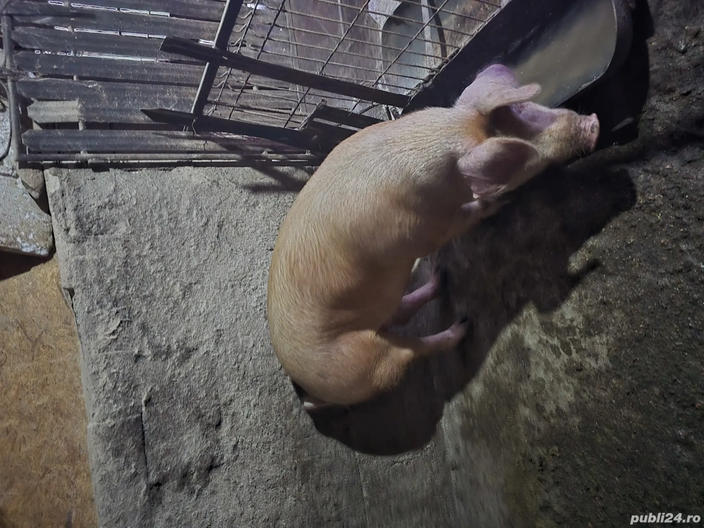 Un porc si o purcea ,, duroc 