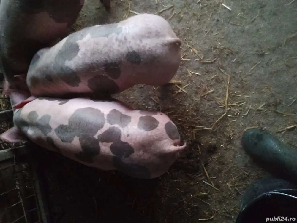 Două purcele de vânzare în Vrancea comuna obrejita 