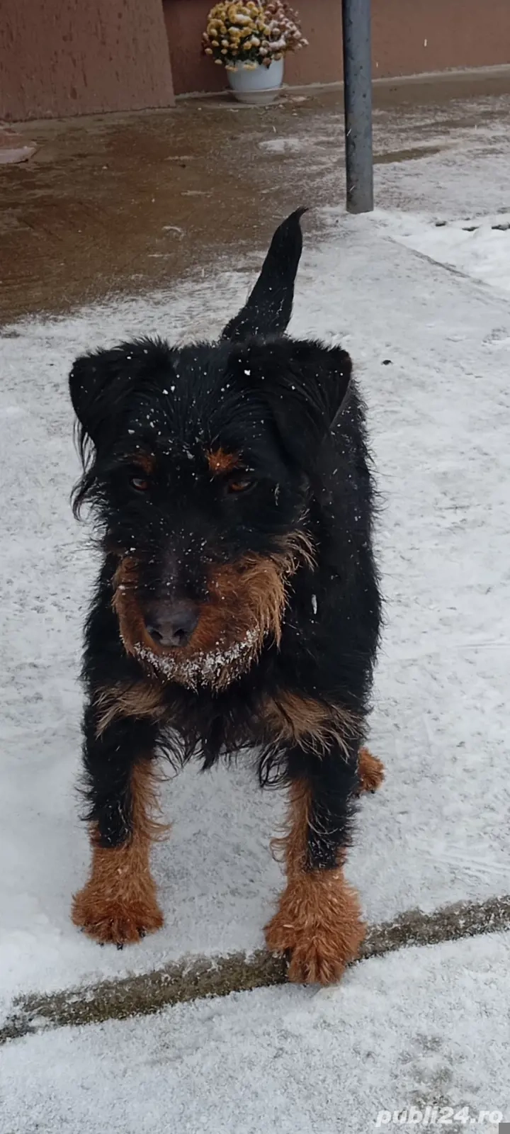 Femelă jard terrier 