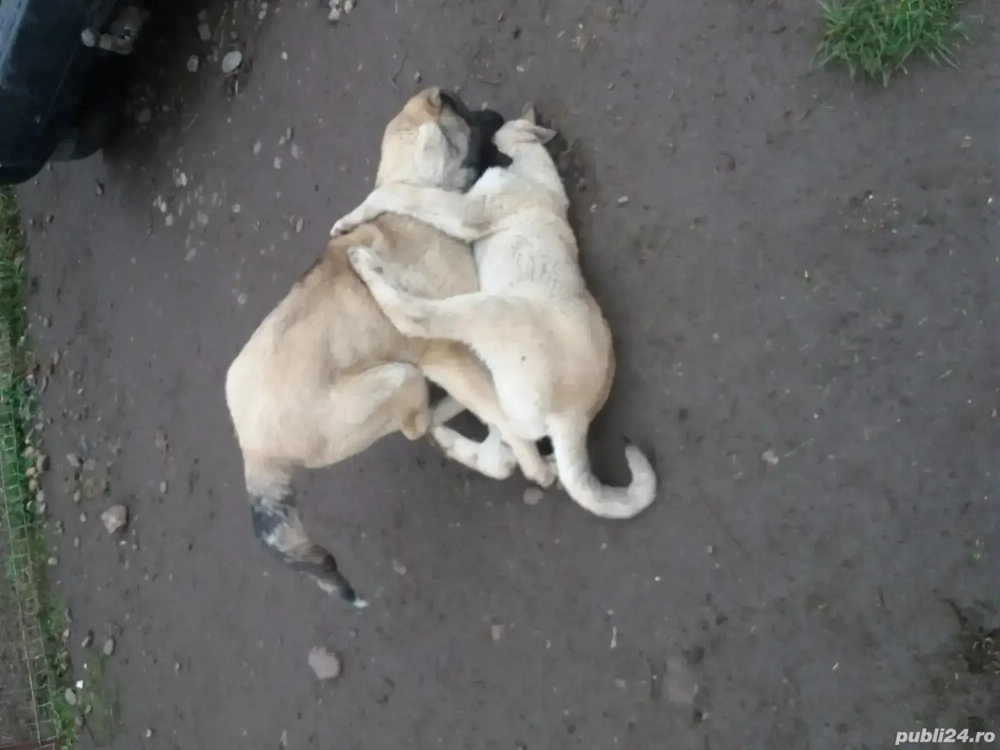 Tineret kangali disponibil