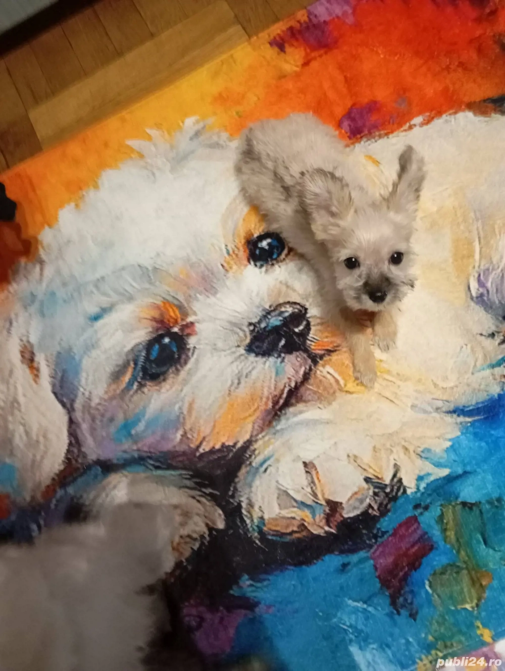 Catelusa yorkshire unica pentru ca este aproape alba