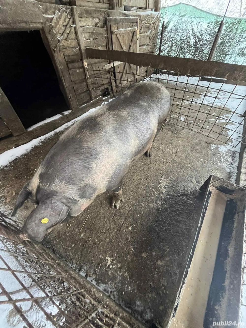 Vând porc pietrean!