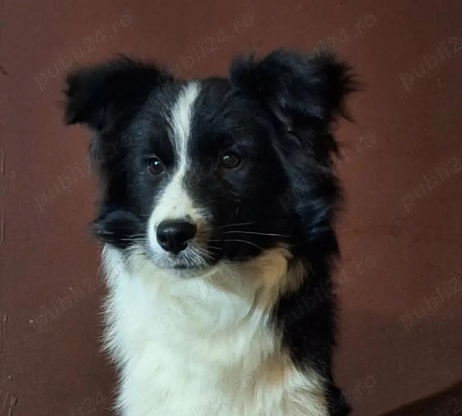 Border Collie cu pedigree F.C.I