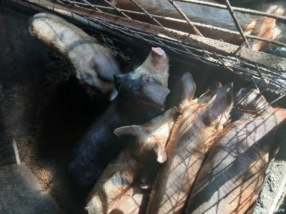 Șoldani în jur de 35-40 kg