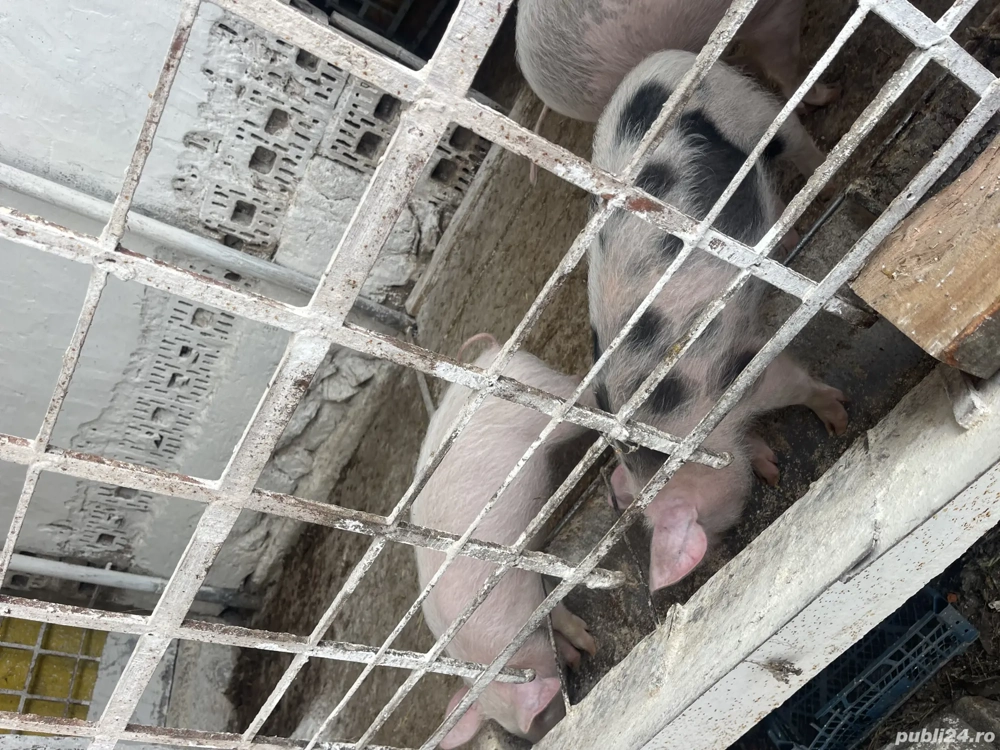 Purcei de vanzare 500 lei bucata disponibili 2 bucati Bocsa 