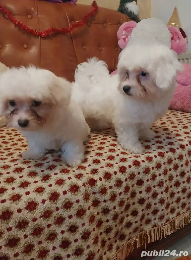 Doua fetite bichon maltez