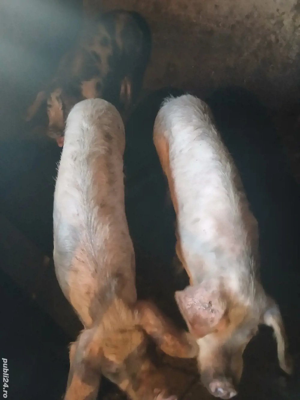 scroafe pentru producție sau sacrificat