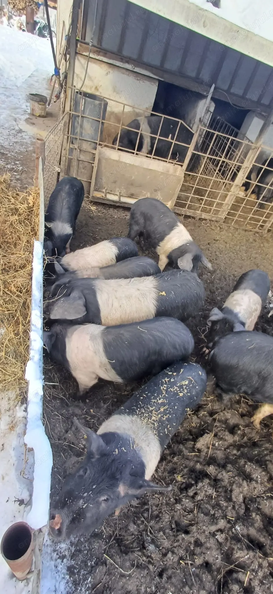 SCROFITE  pentru reproducție Bazna rasă pură 