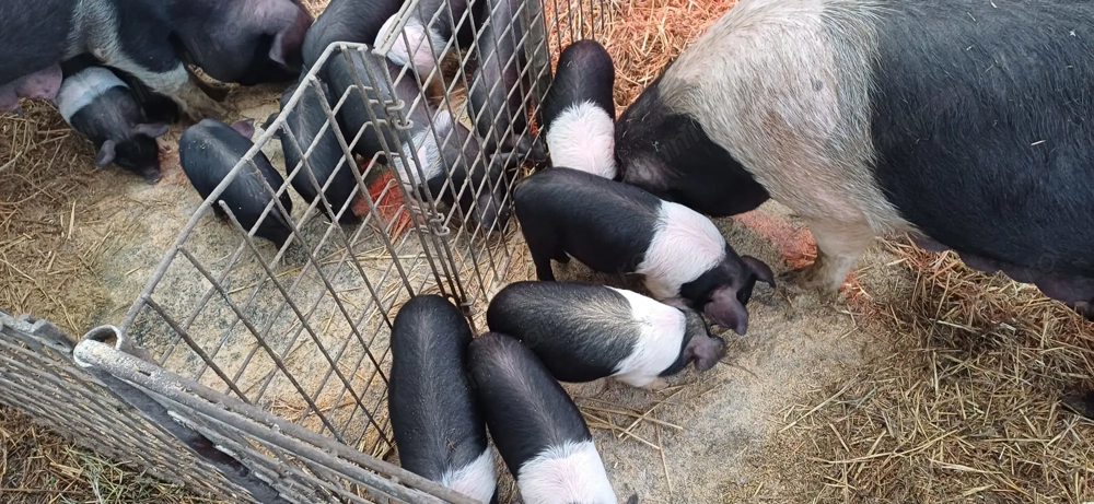 Purcei Bazna rasă pură 