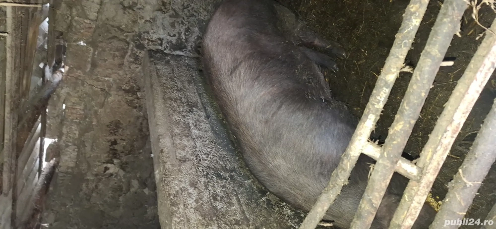vând purcica de carne duroc 